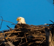 2023 02 11 RedwingEagles 026